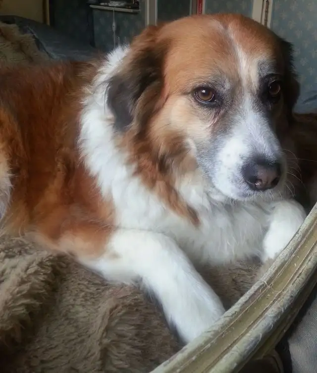 Fifille  01.02.2007 † 05 Juli 2017